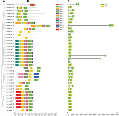 Genome-wide profile analysis of the Hsp20 family in lettuce and identification of its response to drought stress